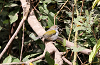 img_4320_camaroptere_a_tete_grise_02_01_11_mini.png