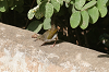 img_9313_camaroptere_a_tete_grise_03_01_11_mini.png
