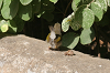 img_9316_camaroptere_a_tete_grise_03_01_11_mini.png