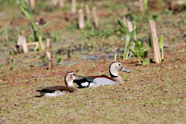 img 3794 canard a collier noir callonetta leucophrys 22 10 16