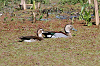 img_0848_canard_a_collier_noir_callonetta_leucophrys_22_10_16_mini.png