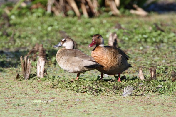 img 3748 canard amazonette amazonetta brasiliensis 22 10 16