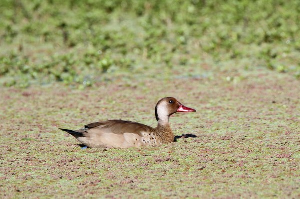 img 3749 canard amazonette amazonetta brasiliensis 22 10 16