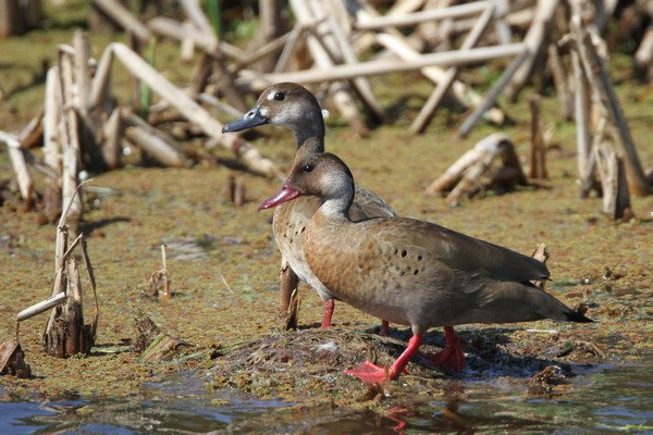 img 7517 canard amazonette 23 09 16