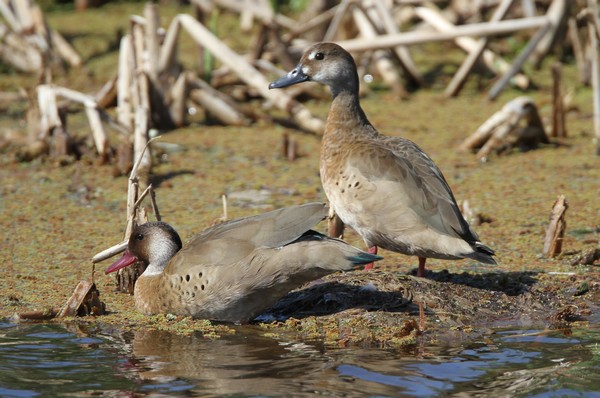 img 7520 canard amazonette 23 09 16