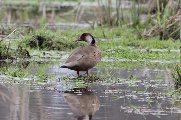 img 7965 canard amazonette 24 09 16