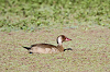 img_3749_canard_amazonette_amazonetta_brasiliensis_22_10_16_mini.png