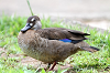 img_6175_canard_amazonette_amazonetta_brassiliensis_01_16_mini.png