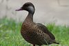 img_6178_canard_amazonette_amazonetta_brassiliensis_01_16_mini.png