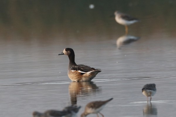 1z3a2358 canard de chiloe 12 01 2018