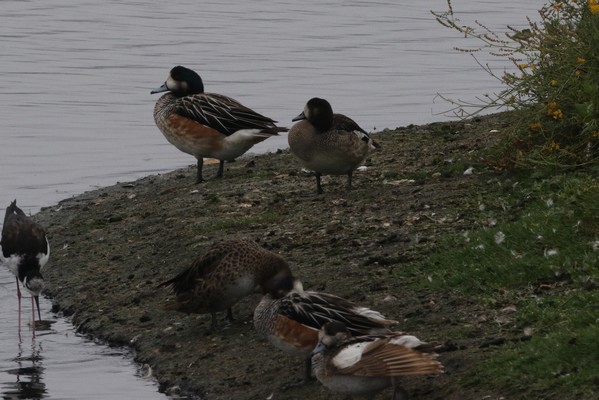 1z3a4087 canard de chiloe 24 01 2018