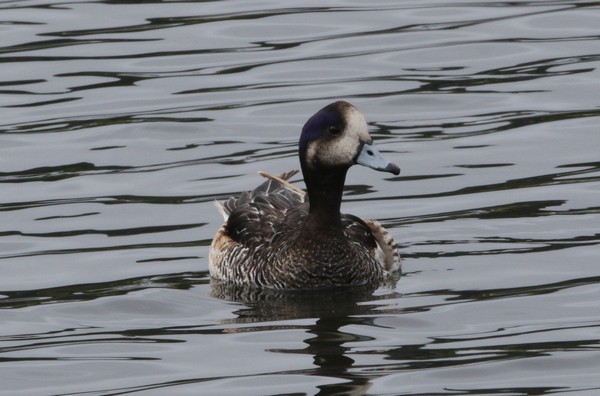 1z3a6134 canard de chiloe 18 02 2018