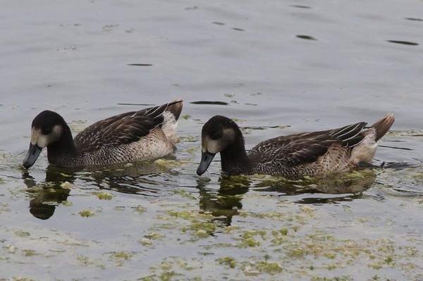 1z4a4395 canard de chiloe 24 01 2018