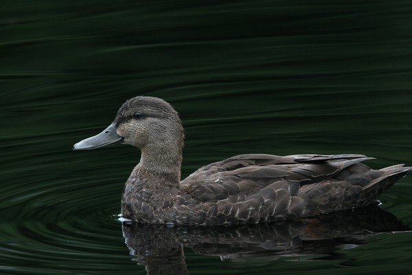 img 5607 canard noir 10 07 10