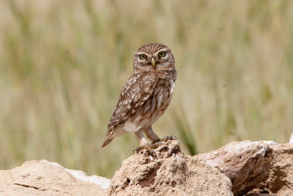 img 1708 cheveche d'athena athene noctua glaux (maroc)  19 04 10