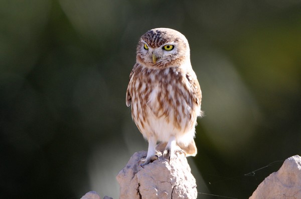 img 7412 cheveche d'athena athene noctua glaux (maroc)  08 02 11