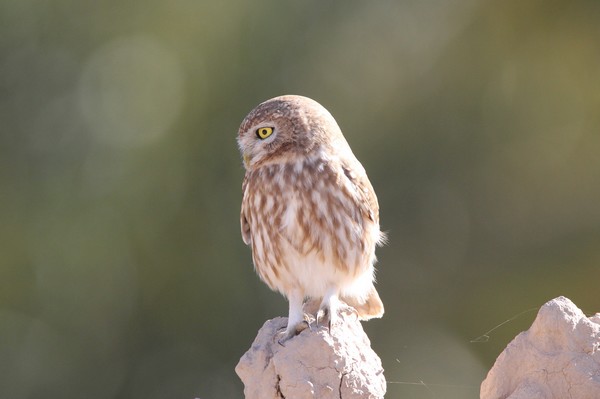 img 0536 cheveche d'athena athene noctua saharae (sahara) 05 02 11