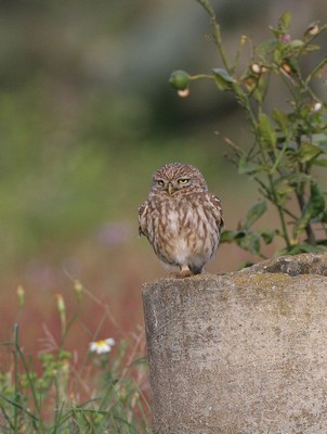 img 1911 cheveche d'athena athene noctua saharae (sahara)  30 03 10