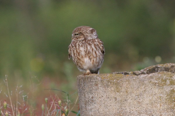 img 1917 cheveche d'athena athene noctua saharae (sahara)  30 03 10