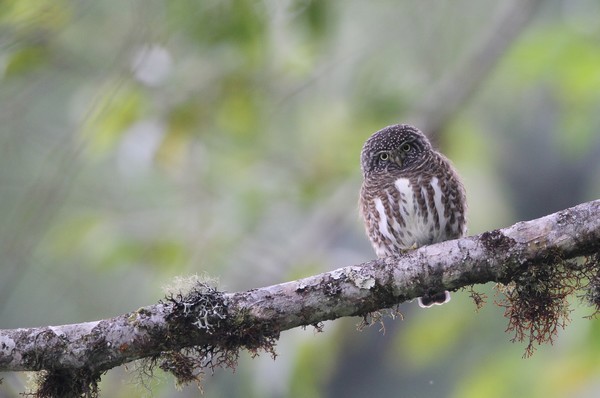 img 5268 chevechette cuculoide glaucidium cuculoides 15 11 14