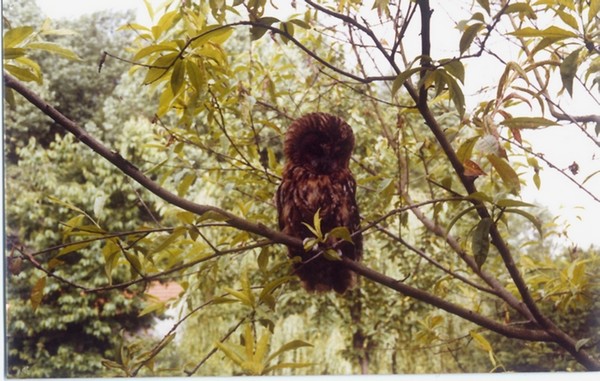 chouette hulotte (strix aluco) 03 03 06 2