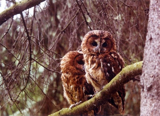 chouette hulotte (strix aluco) 03 03 06 3