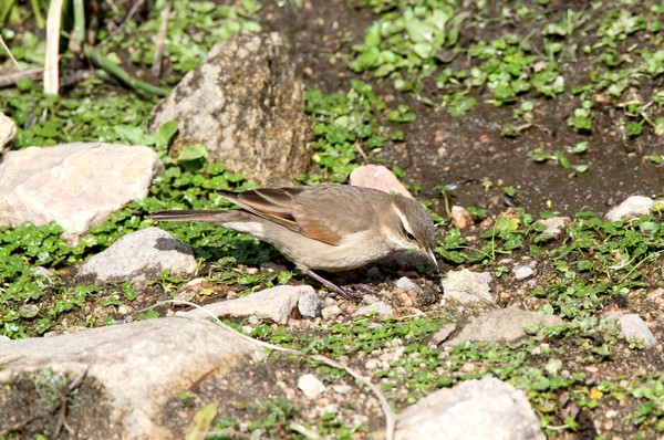 img 2789 cinclode a ailes creme cinclodes albiventris tucumanus 17 10 16