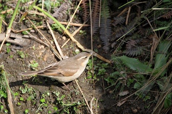 img 2798 cinclode a ailes creme cinclodes albiventris tucumanus 17 10 16