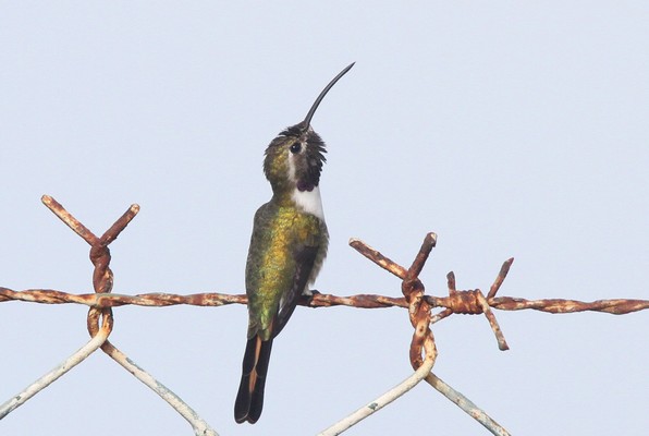 img 2012 colibri elise doricha eliza 17 11 11