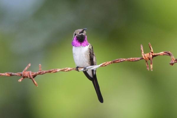 img 2257 colibri elise doricha eliza 17 11 11