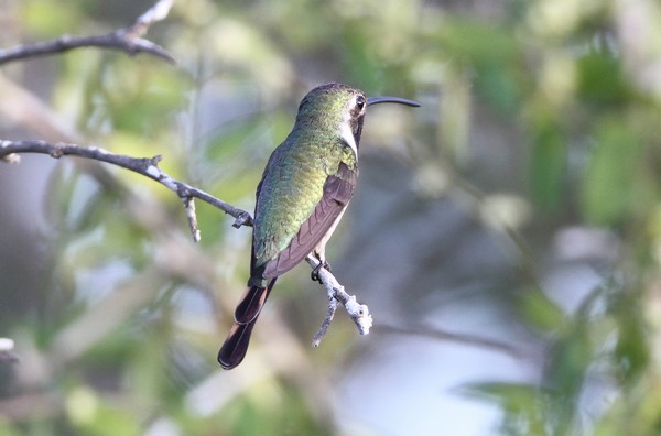 img 4978 colibri elise doricha eliza 17 11 11