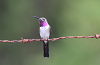 img_2115_colibri_elise_doricha_eliza_17_11_11_mini.png