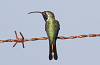 img_5189_colibri_elise_doricha_eliza_17_11_11_mini.png