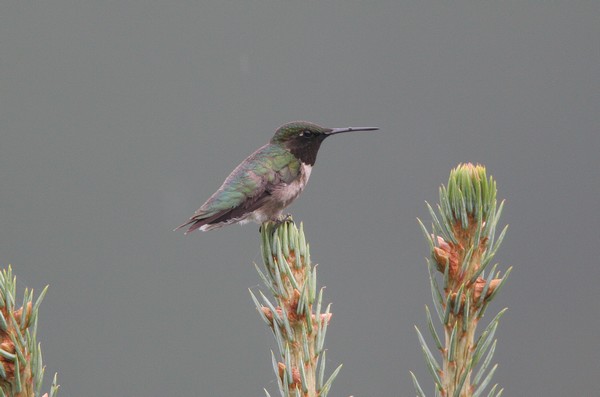 img 5863 colibri a gorge rubis 13 07 10