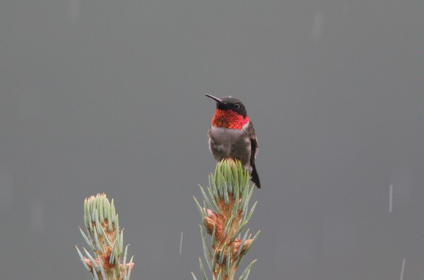 img 5871 colibri a gorge rubis 13 07 10