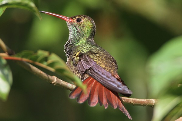 img 2075 colibri a queue bronzee