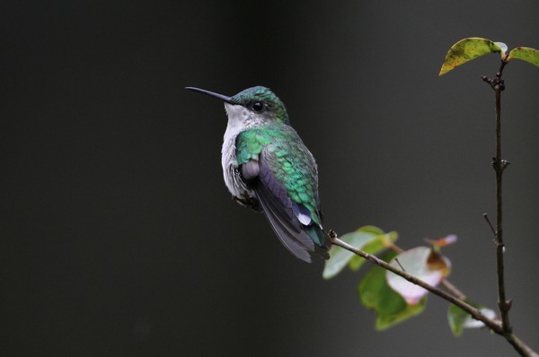 img 3638 colibri oreillard femelle 02 16