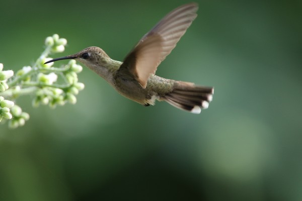 1z4a2117 colibri rubis-topaz femelle  24 04 19