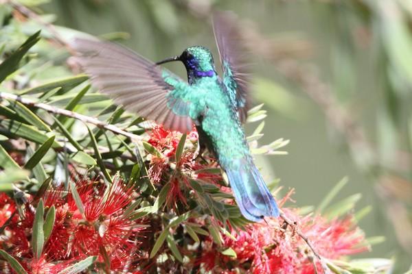 img 8638 colibri thalassin colibri thalassinus 01 14