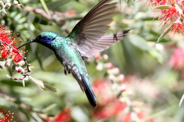 img 8643 colibri thalassin colibri thalassinus 01 14