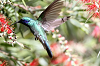 img_8643_colibri_thalassin_colibri_thalassinus_01_14_mini.png