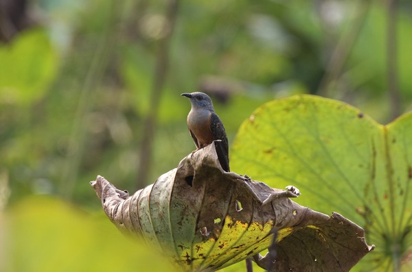 1z4a9439 coucou plaintif cacomantis merulinus  18 01 2020