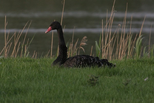 img 5669 cygne noir 14 05 08