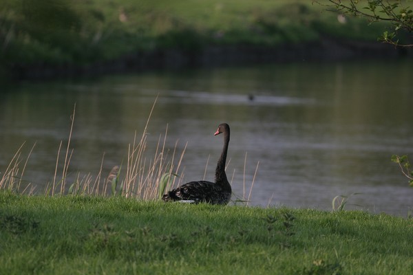 img 5670 cygne noir 14 05 08