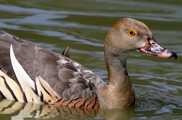 img 0428 dendrocygne d eyton 28 06 11