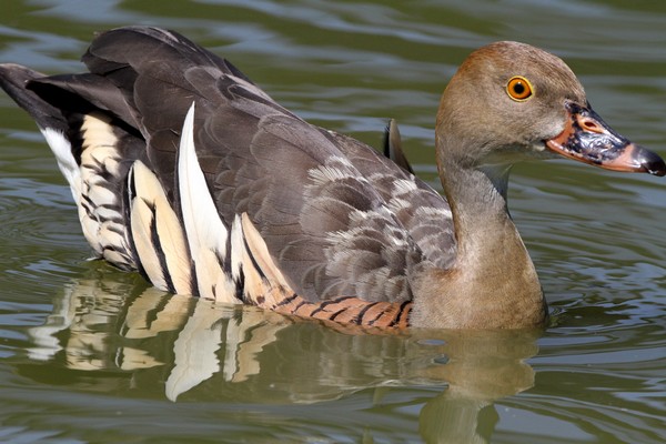 img 0429 dendrocygne d eyton 28 06 11