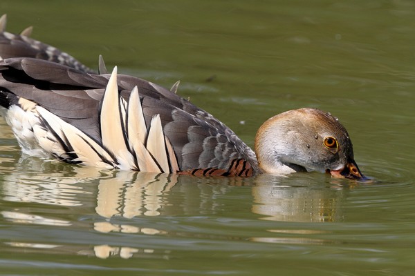 img 0476 dendrocygne d eyton 28 06 11