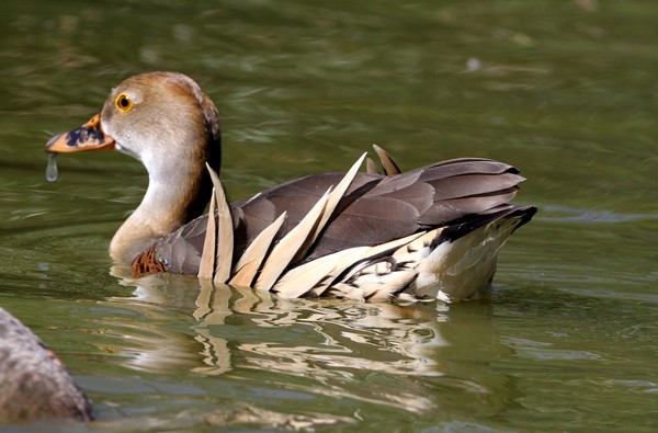 img 0478 dendrocygne d eyton 28 06 11