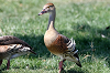 img_0176_dendrocygne_d_eyton_28_06_11_mini.png