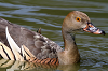 img_0428_dendrocygne_d_eyton_28_06_11_mini.png